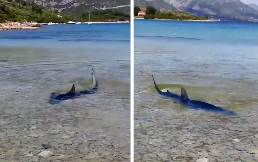 Morski pas dug dva metra u plićaku korčulanske plaže!