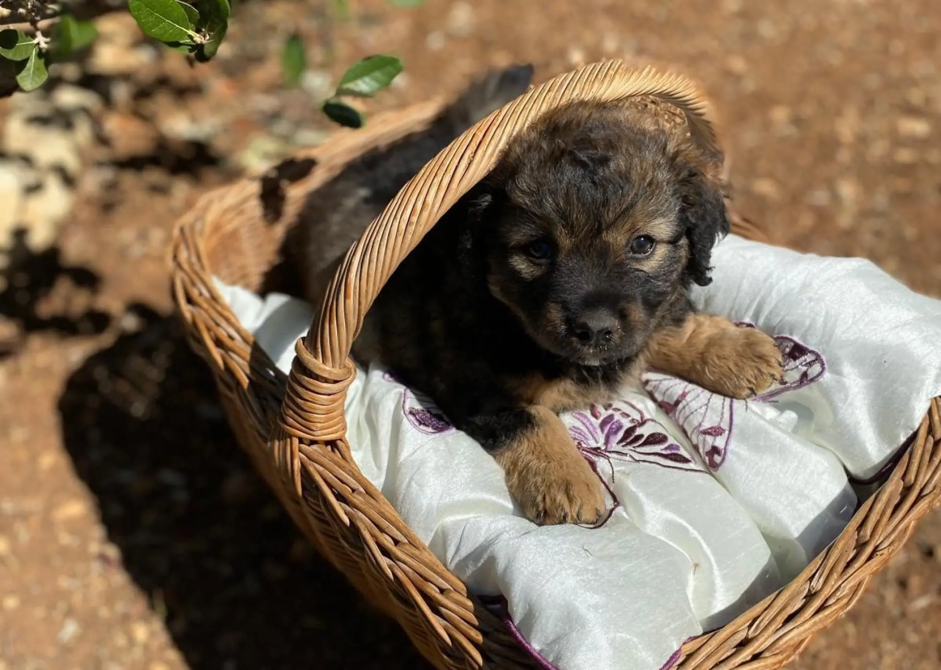 Kampanja Šibenskih šapa 'Za kombi spasa' bliži se kraju. Proširite vijest i donirajte