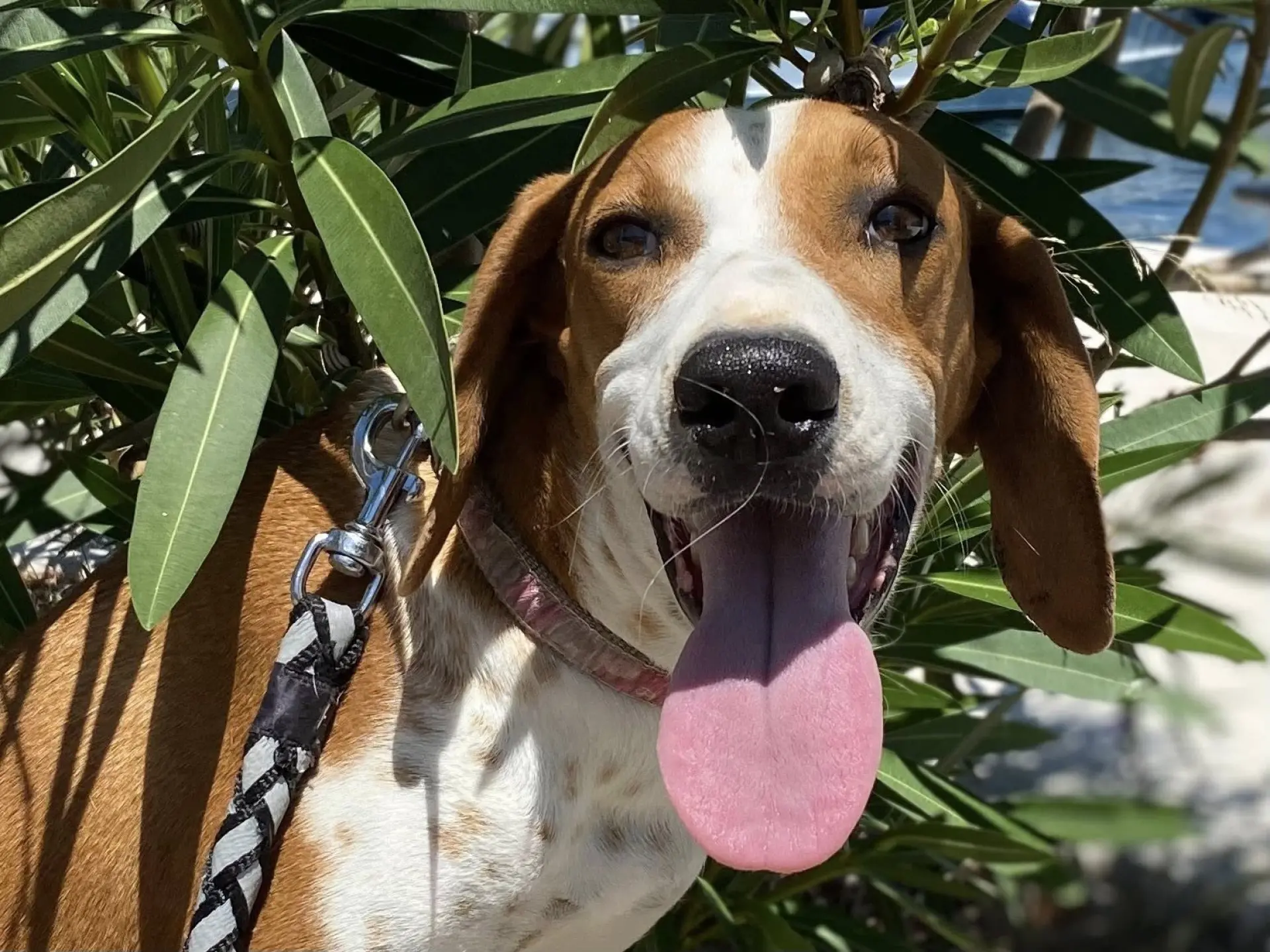 Šibenske šape na korak od 'Kombija spasa': 'Opasno radimo na odabiru vozila'
