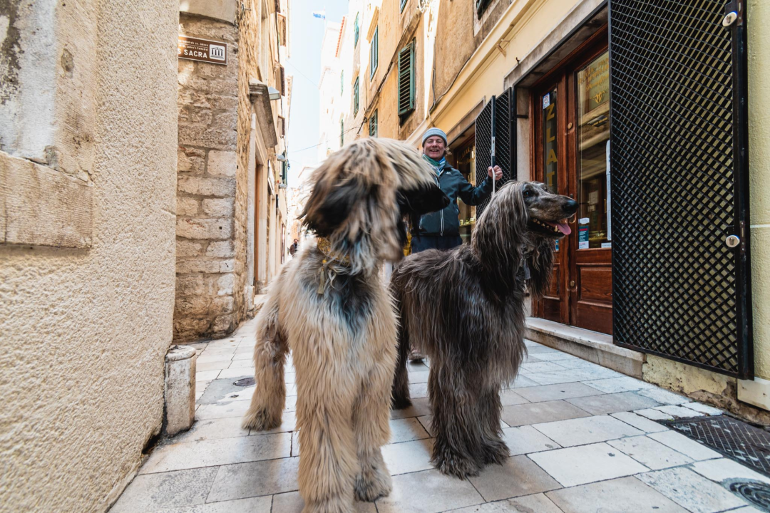 Kuni i Santos oličenje su elegancije i dramatičnosti, ali i jedna od najstarijih pasmina koja je lovila leoparde