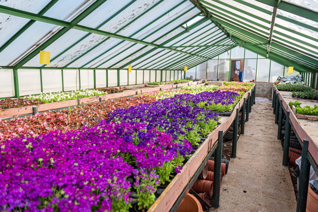 Zeleni grad pripremio dvije tisuće sadnica koje će podijeliti građanima: pelargonije, petunije, vodenike, gazanije…