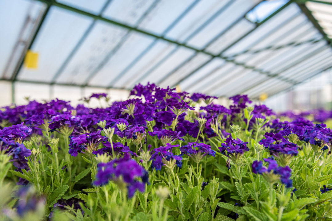 Zeleni grad pripremio dvije tisuće sadnica koje će podijeliti građanima: pelargonije, petunije, vodenike, gazanije…