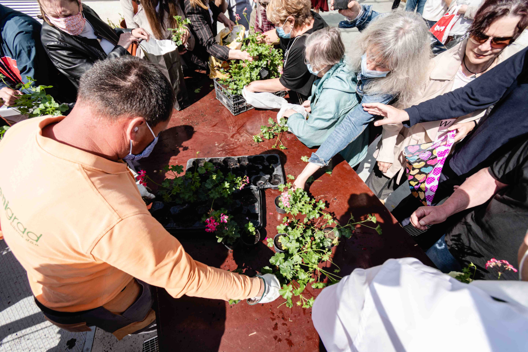 Umirovljenički stampedo za sadnice đirana na Poljani: ‘Gužva je veća za cvijeće nego za cijepljenje’