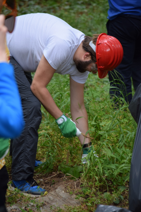 Na Krki traje borba protiv pajasena, strane vrste koja 'guta sve pred sobom': Plan ga je ukloniti iz parka 