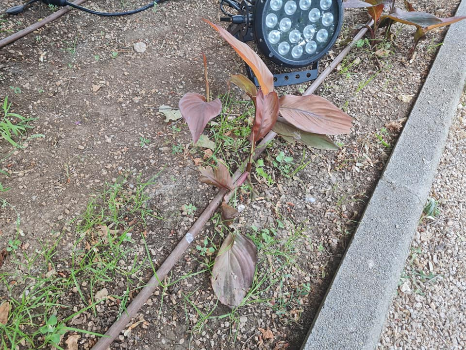 Pripazite na cvijeće: Nakon samo jedne večeri zabave u đardinu,  nedavno posađene biljke već su izgažene 