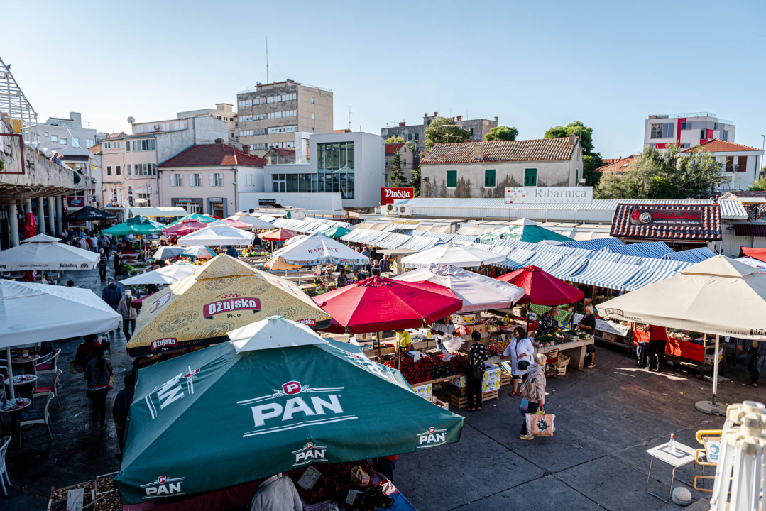 Od ogromnih kokota i mola sa šibenske peškarije dalo bi se skuhati juhu za omanji bataljun  