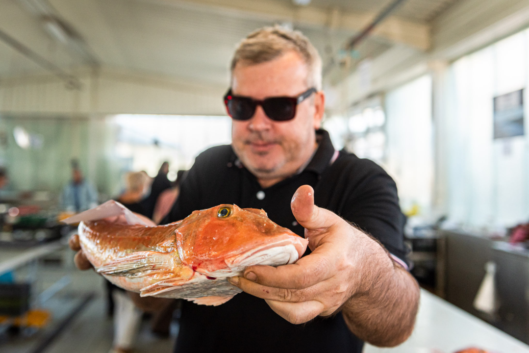 Od ogromnih kokota i mola sa šibenske peškarije dalo bi se skuhati juhu za omanji bataljun  