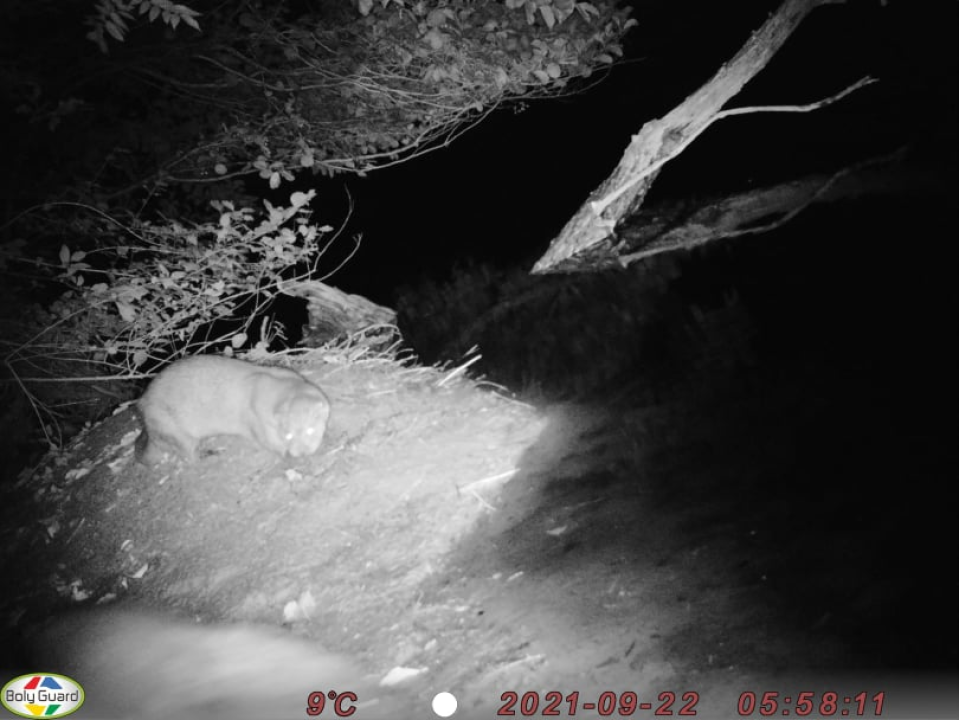 U NP Krka tijekom rujna pratili prisutnost vidre: Evo što su saznali o toj strogo zaštićenoj vrsti 