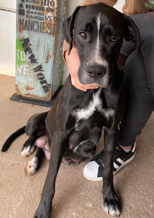 Traži se dom za mješanku koja je dolutala u Zaton: 'Velika maza i dobra duša koja je osjetila ljudsku zlobu'