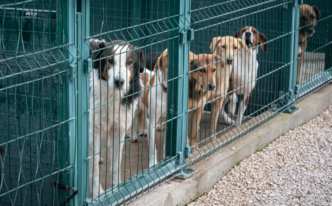 Reportaža iz As-Eka:  Malik, Mrva, Lisac, Stela... i oni bi s nekim ušli u Novu godinu!