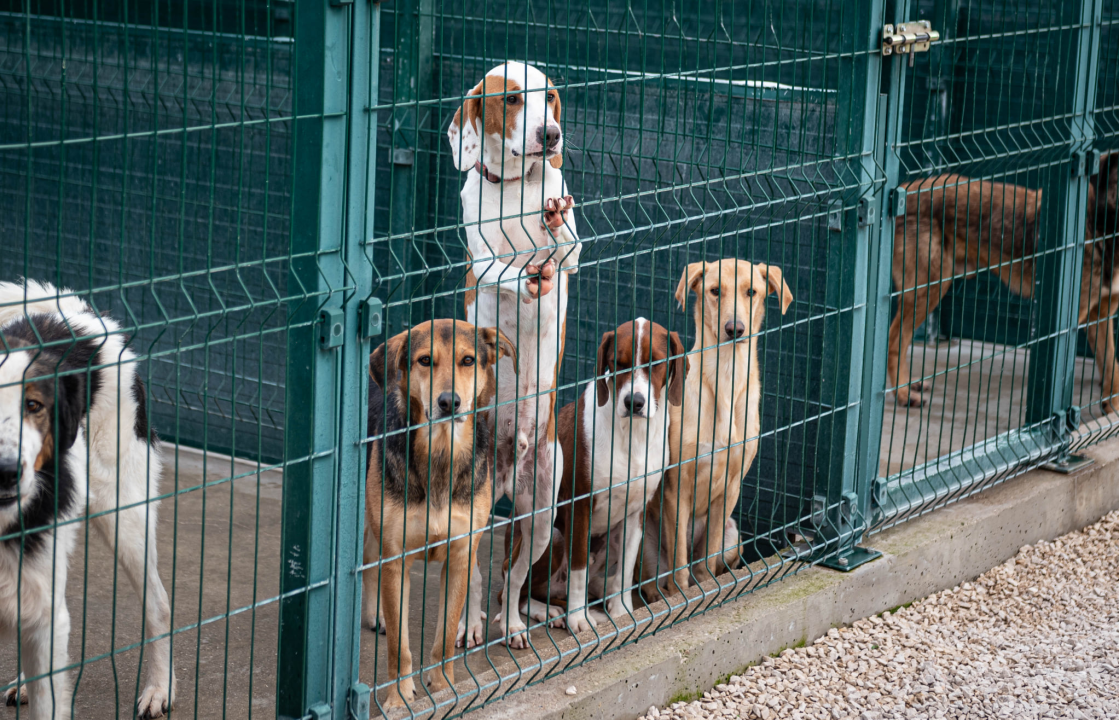 Reportaža iz As-Eka:  Malik, Mrva, Lisac, Stela... i oni bi s nekim ušli u Novu godinu!
