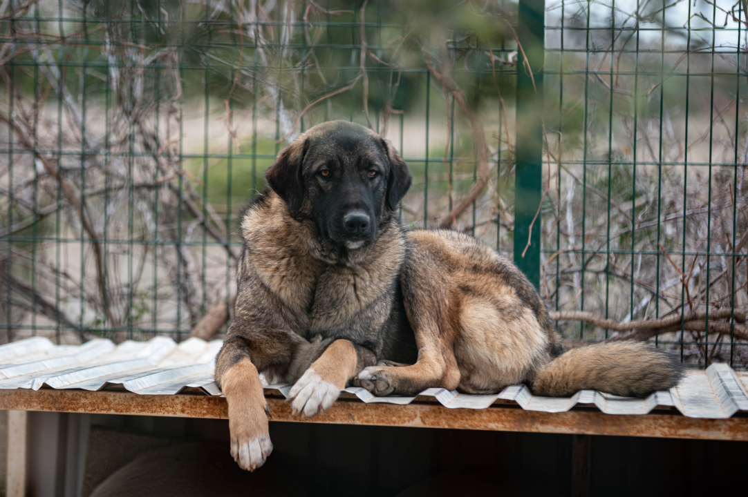 Reportaža iz As-Eka:  Malik, Mrva, Lisac, Stela... i oni bi s nekim ušli u Novu godinu!