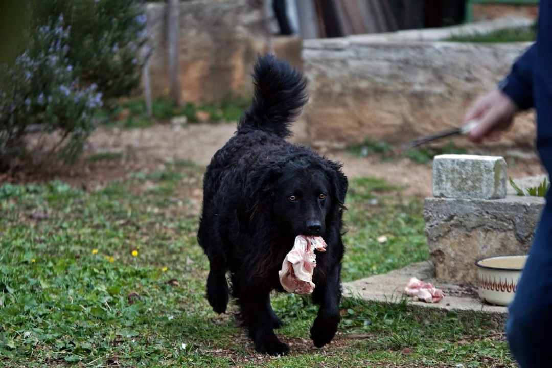 U selu kod Šibenika preminuo vlasnik umiljatog psa i devet maca: Životinje ostale bez ikoga, traže se novi domovi