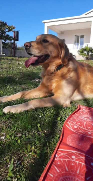 Najomiljenija pasmina na svijetu slavi svoj dan: Evo fotografija vaših zlatnih retrivera  