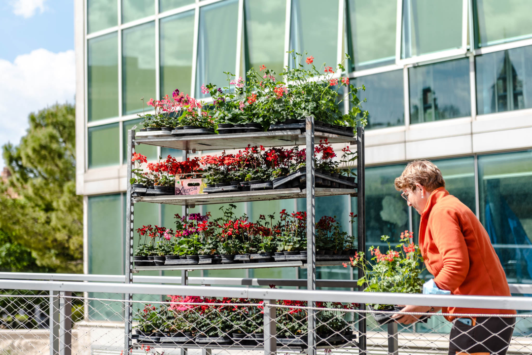 Preko 2000 cvjetnih sadnica podijeljeno na Poljani dok si rekao 'điran' 