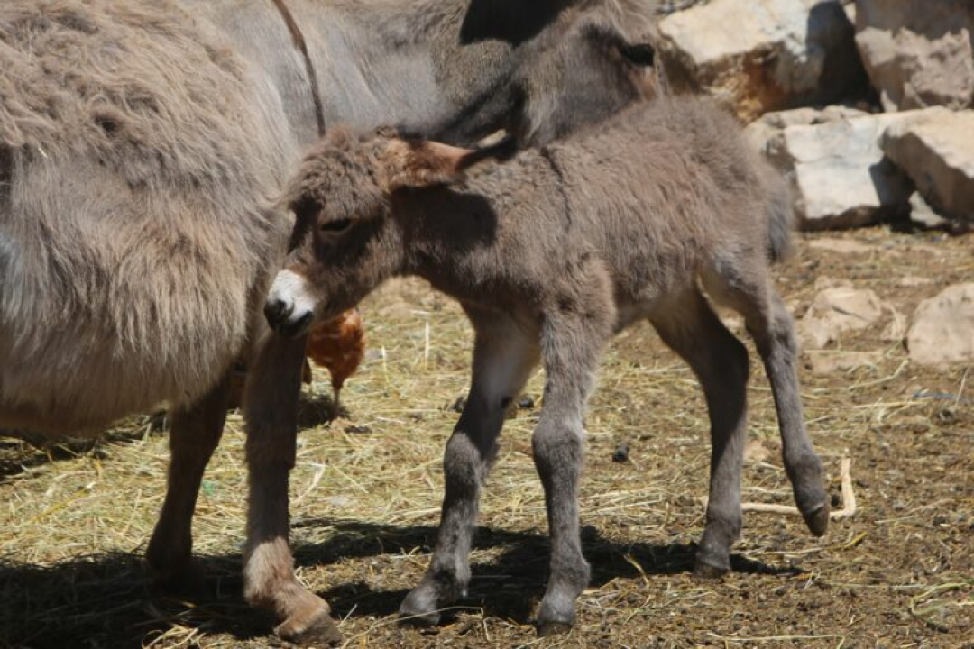 Slavni Miško dobio prvo unuče: Đurđa je oždrijebila Cvitu