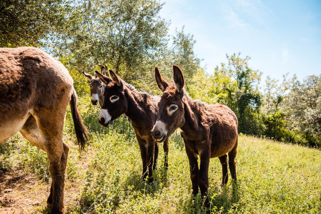Ante Dujić prvog magarca kupio je kao ljubimca, a danas u Ićevu ima farmu i uhodan posao 