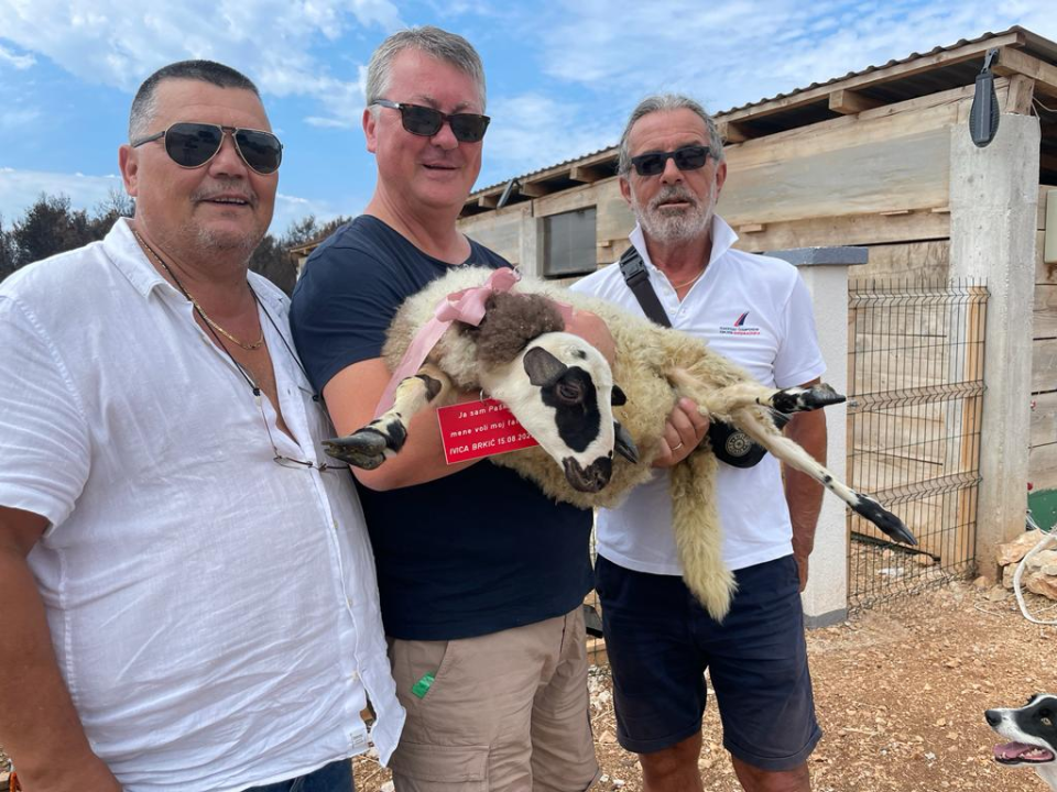 U Šibeniku spašen jedan janjeći život: 'To je poklon za bivšu janjocidnu osobu koja je danas janjofil'