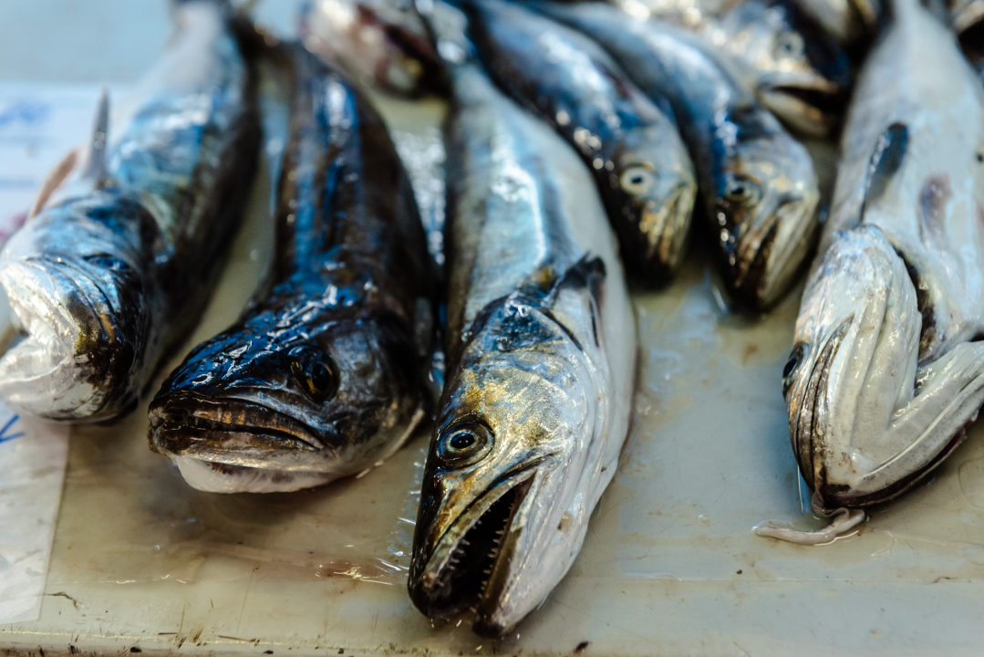 Kokot i moli samci s parangala odlična su ideja za ručak u petak: Jedini problem je što nisu baš jeftini 