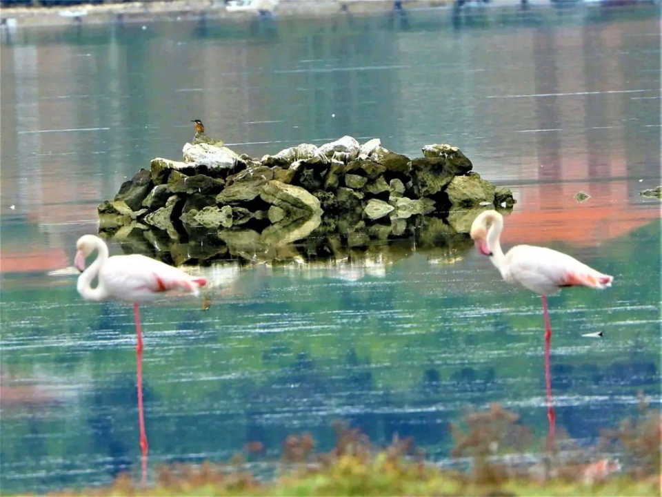 Plamenac u okolici Šibenika, a nije na napuhavanje: Sve češće dolaze u Hrvatsku