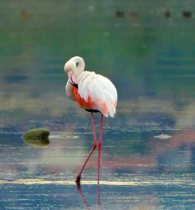 Plamenac u okolici Šibenika, a nije na napuhavanje: Sve češće dolaze u Hrvatsku