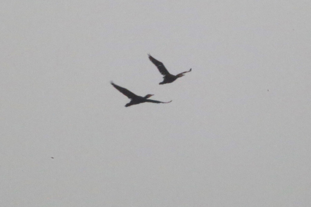 Tisno prekriveno maglom izgleda kao da ga je naslikao Claude Monet!