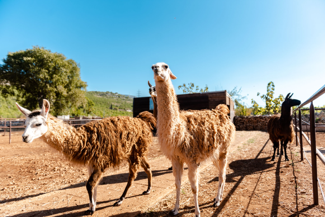 Suzana je učionicu zamijenila farmom u Dubravi: 'Kriza ima, ali svoju odluku nikada nisam požalila'