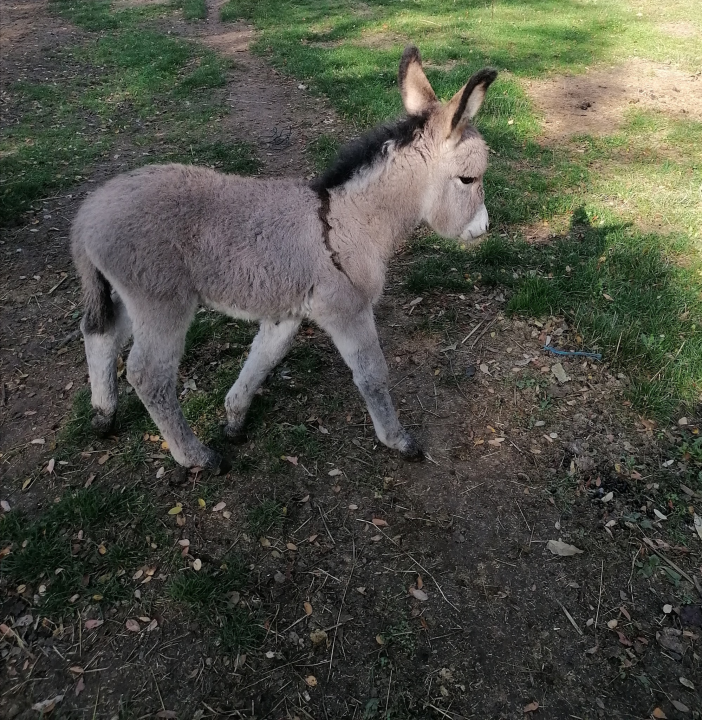 Paško je ljubav prema magarcima pretvorio u obiteljski posao: 'Kćer će mi biti dostojna zamjena na utrkama'