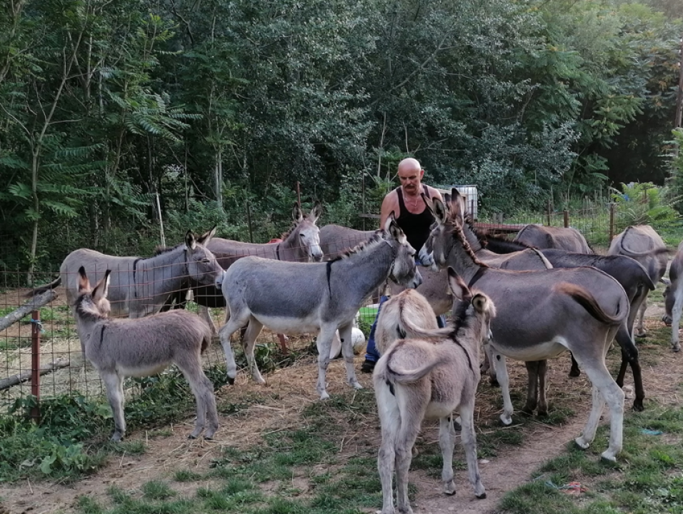 Paško je ljubav prema magarcima pretvorio u obiteljski posao: 'Kćer će mi biti dostojna zamjena na utrkama'