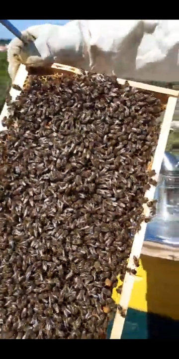 Doda Pčelarica je, s puno ljubavi i volje, napravila malo pčelinje carstvo: Ispričala nam je sve o pčelama, medu, propolisu, peludu… 