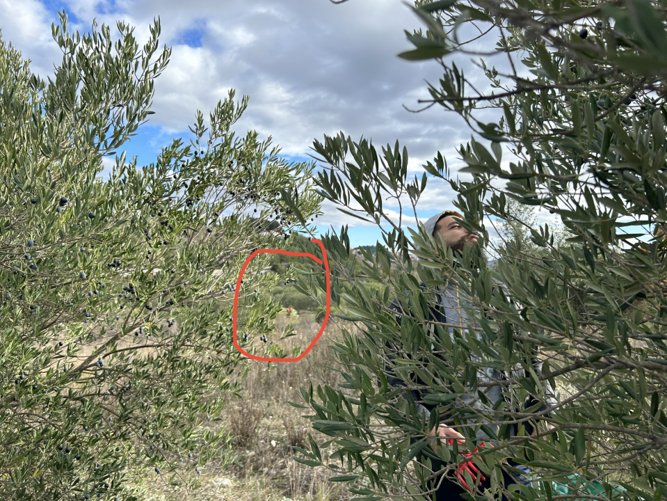 Lovci im zapucali iznad glava dok su brali masline u Donjem Polju: 'Jedan me čak i odgurnuo s puškom!'