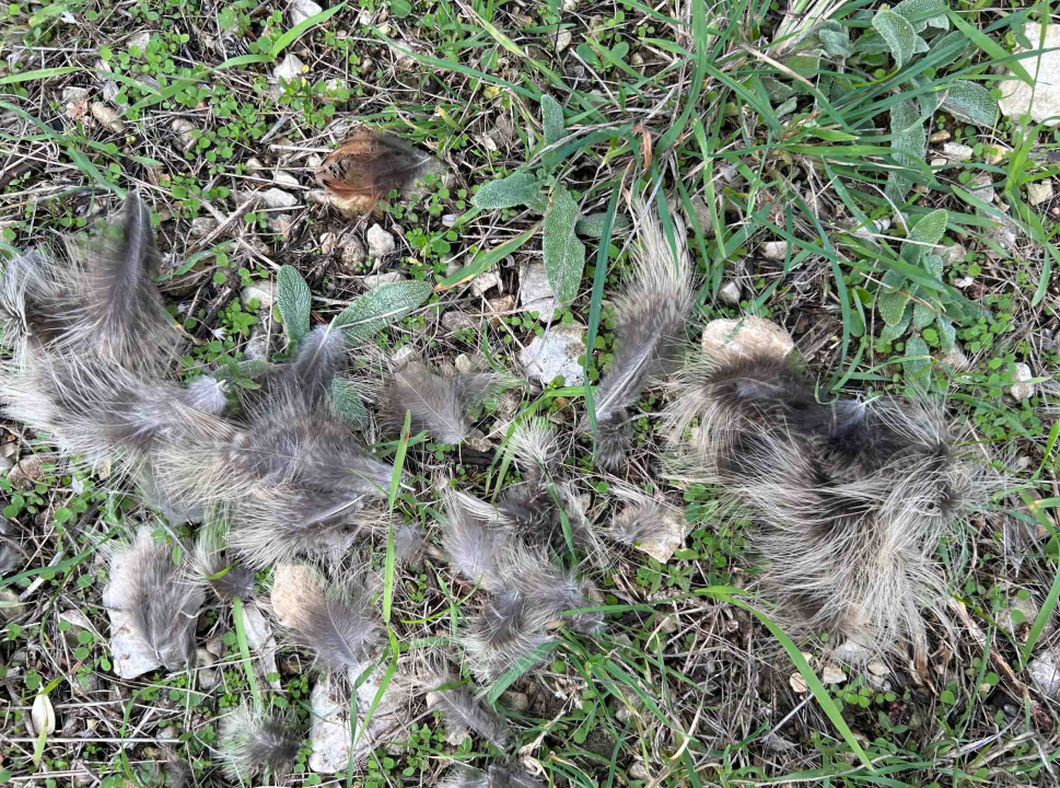 Lovci im zapucali iznad glava dok su brali masline u Donjem Polju: 'Jedan me čak i odgurnuo s puškom!'