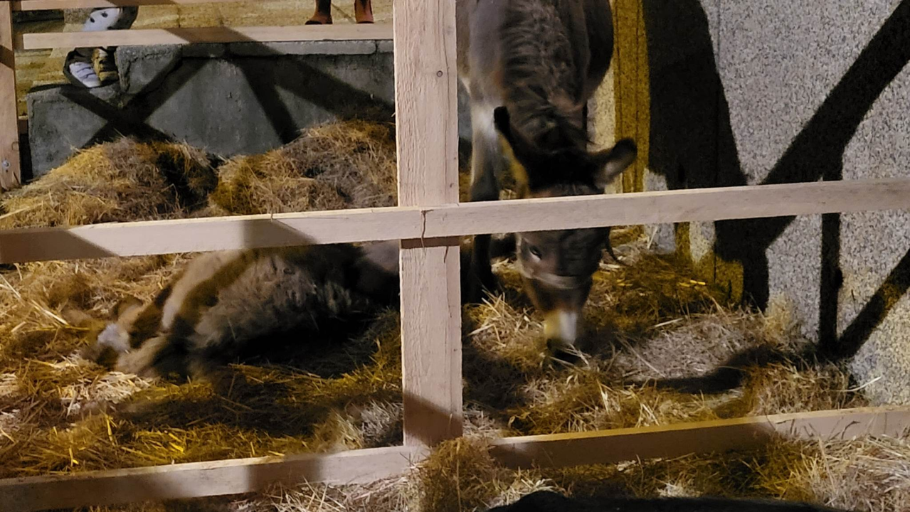 Župljani Vidika uprizorili žive jaslice i oduševili sugrađane