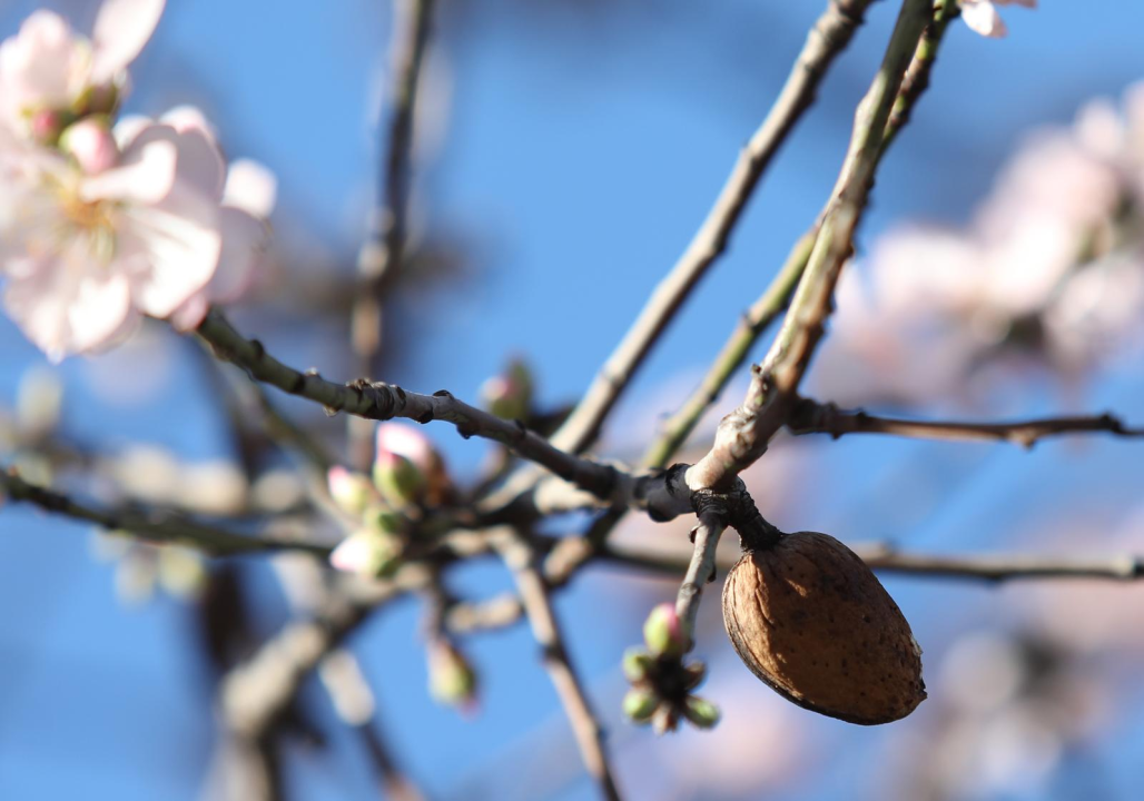 Proljeće usred zime: U Šibeniku procvjetalo stablo badema, a ima i šparoga