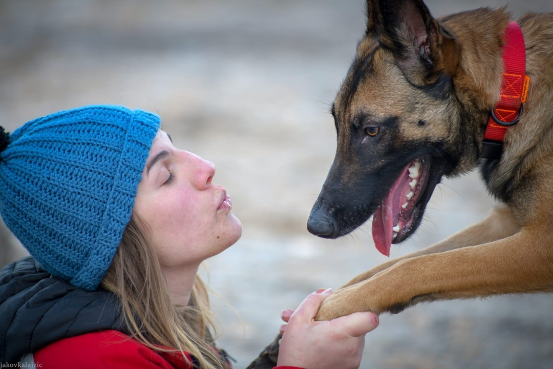 Psi su jako važni u potražnim akcijama, a ovako izgleda trening mladih pasa i štenaca