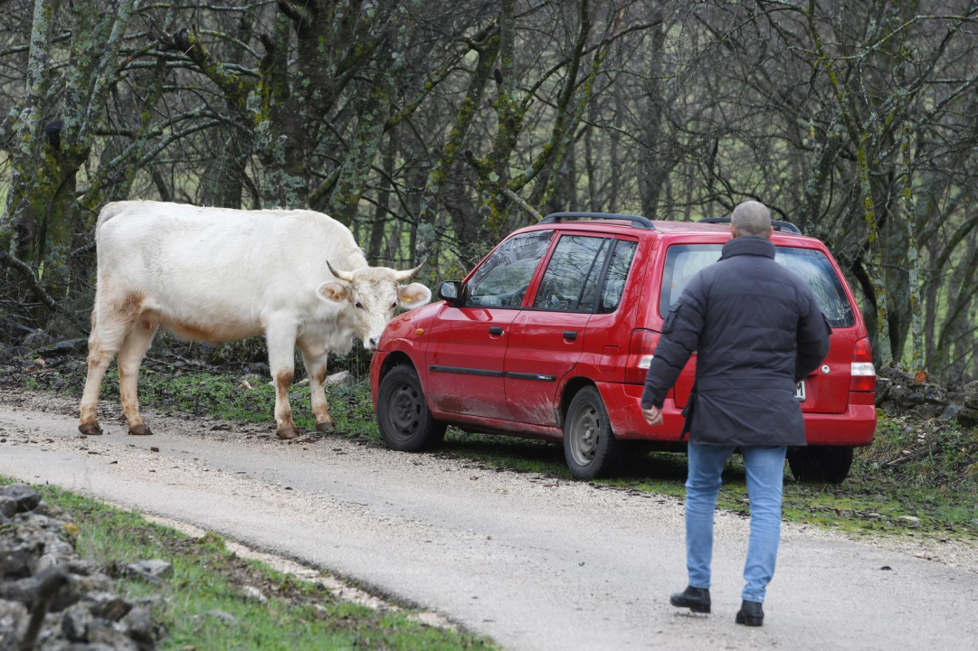 Tko je jači, krava ili auto: Junica kod Ervenika opasno zajunila na limenog ljubimca 