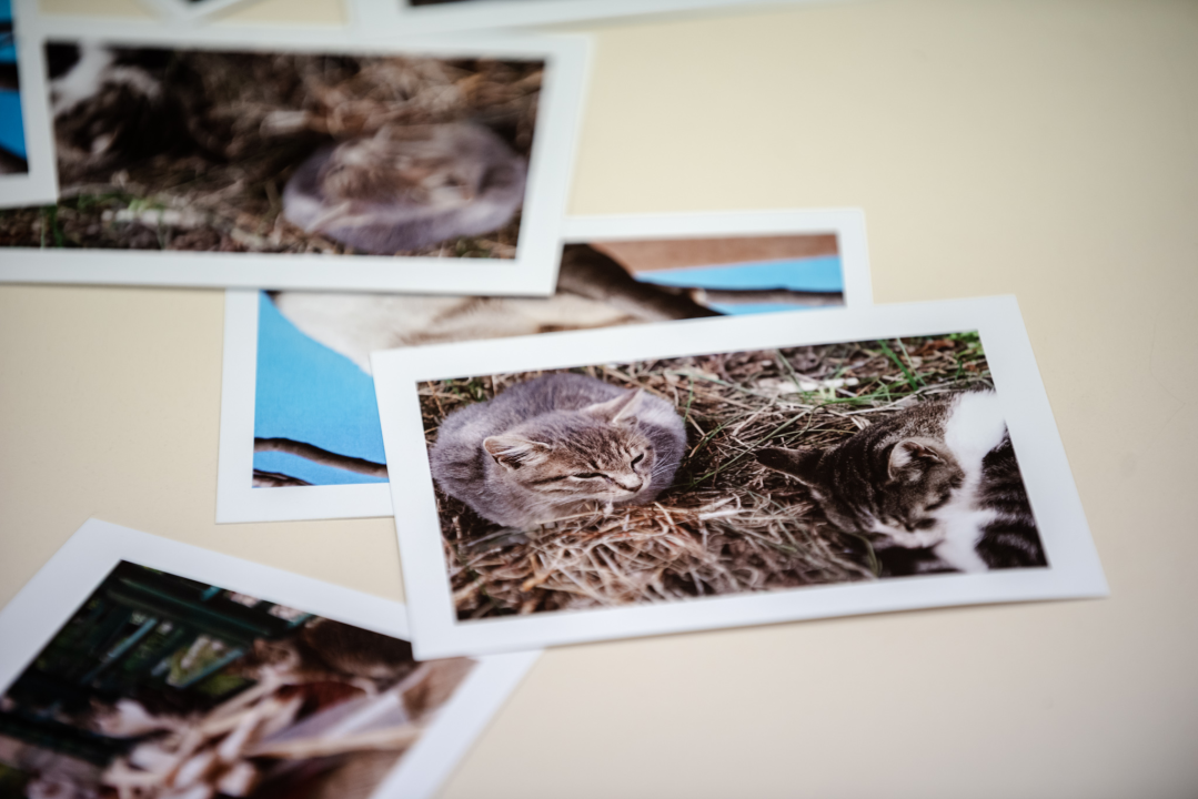 U knjižnici otvorena izložba koju ljubitelji mačaka ne smiju propustiti