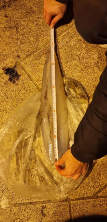 Vodičanin Robert s rive ulovio lignju tešku skoro dva kilograma