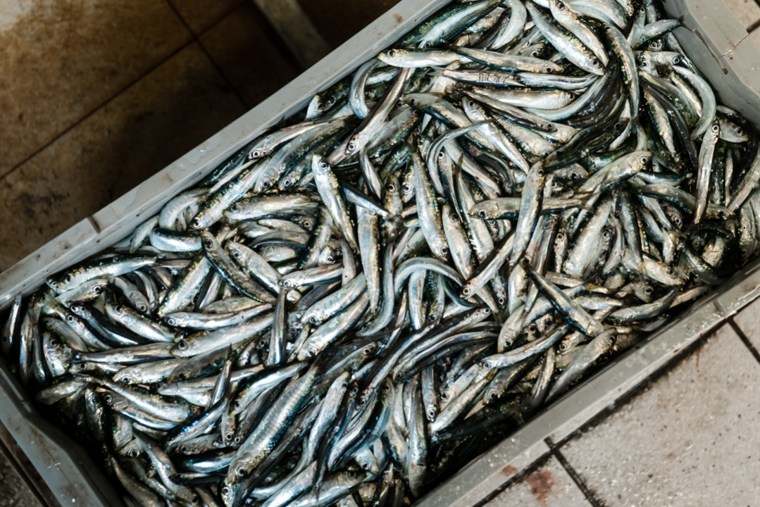 Bura učinila svoje: Veliki petak je, ali ponuda na šibenskoj peškariji nije bila bogzna što 