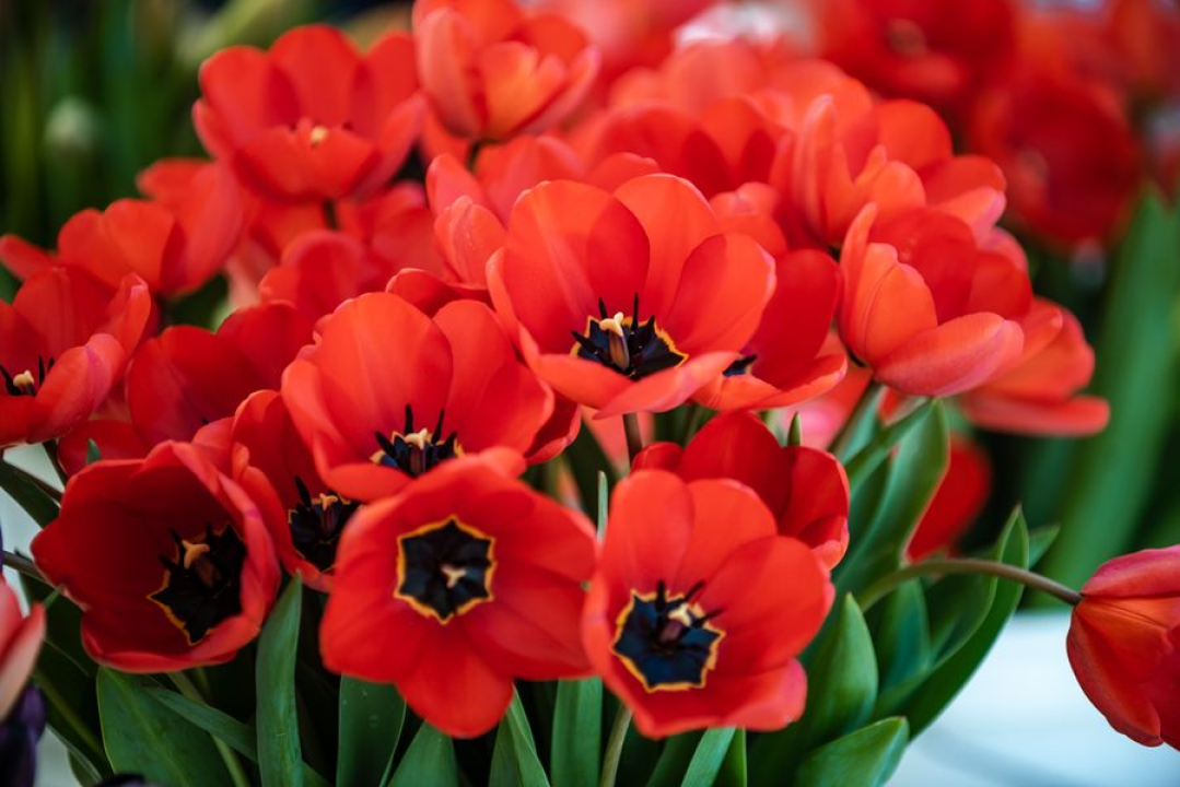 Radmila na šibenskoj pijaci više od 20 godina prodaje cvijeće: 'Sve što zaradim trošim na putovanja'