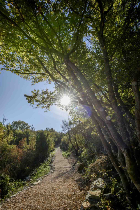 Posjeti NP &quot;Krka&quot; na Praznik rada, preuzmi svoju sadnicu i posadi je za budućnost!