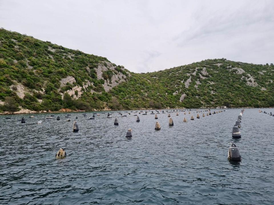 Mile Ćoran, školjkar: 'Kad u nešto uložiš puno truda i ljubavi to će ti se višestruko isplatiti'