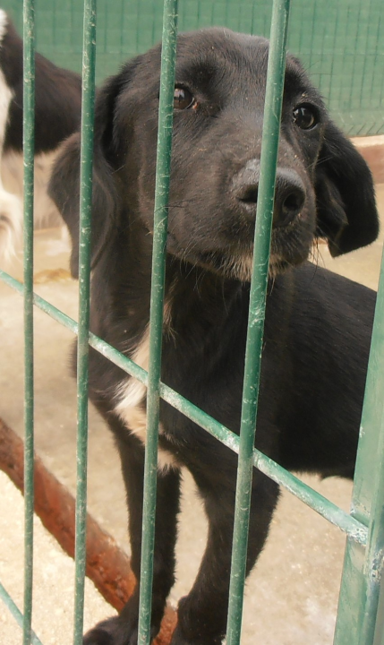 Jolanda traži dom: 'Karakterom jako draga i zaigrana te idealne dobi za odgoj' 