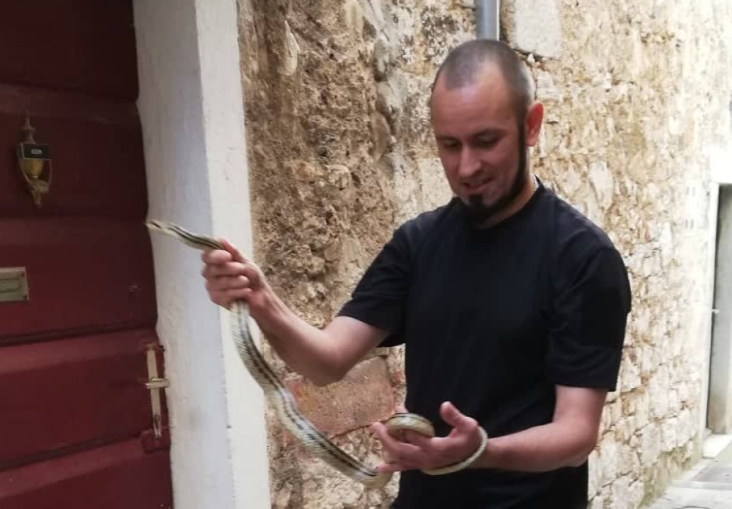 Denis Periša Darkman spasio još jednog kravosasa iz centra Šibenika: To je već treći ove sezone