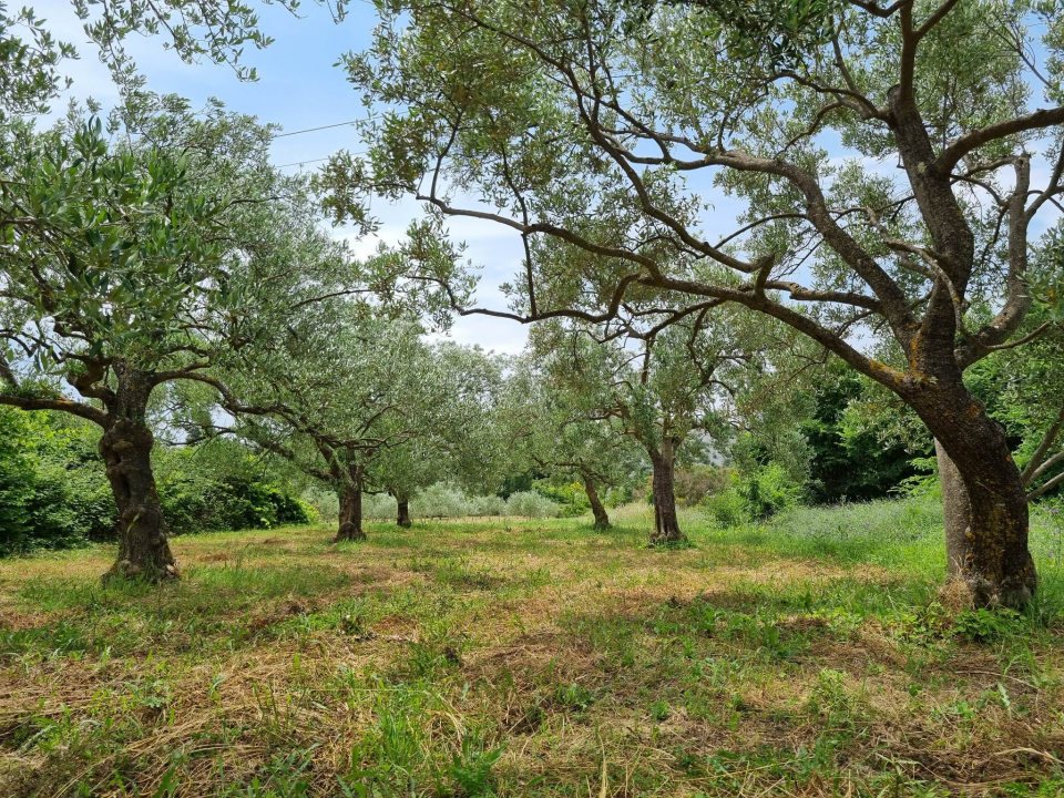 Maslinar Nikica Roško: 'Ovo više nije težak zanat, tehnologija je olakšala, nedostaje samo strpljenja' 