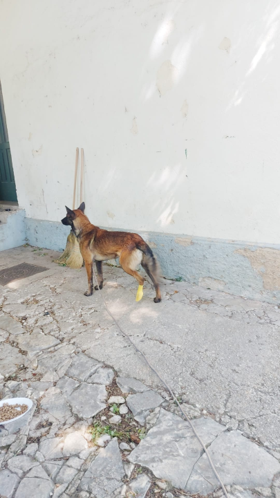 Mladi belgijski ovčar nađen u Kninu traži novi dom