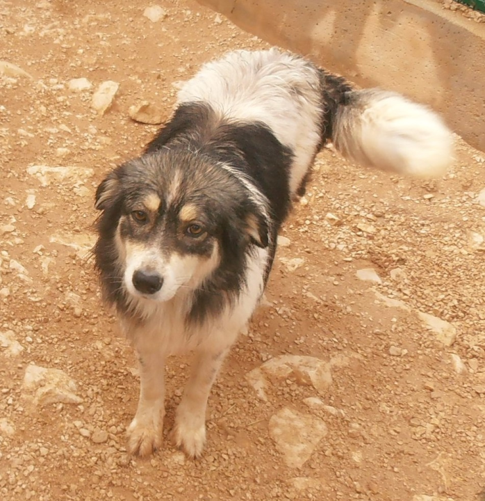 Sara traži nekog posebnog: Ona je izrazito umiljata, dobre ćudi, smirena i staložena 