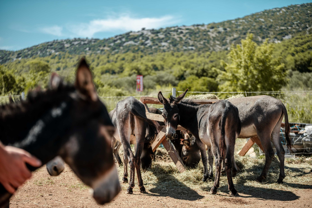 Za magarce na farmi 'Ćušin raj' brine se cilo misto: 'Mještani donose hranu, a djeca zaborave na mobitele'