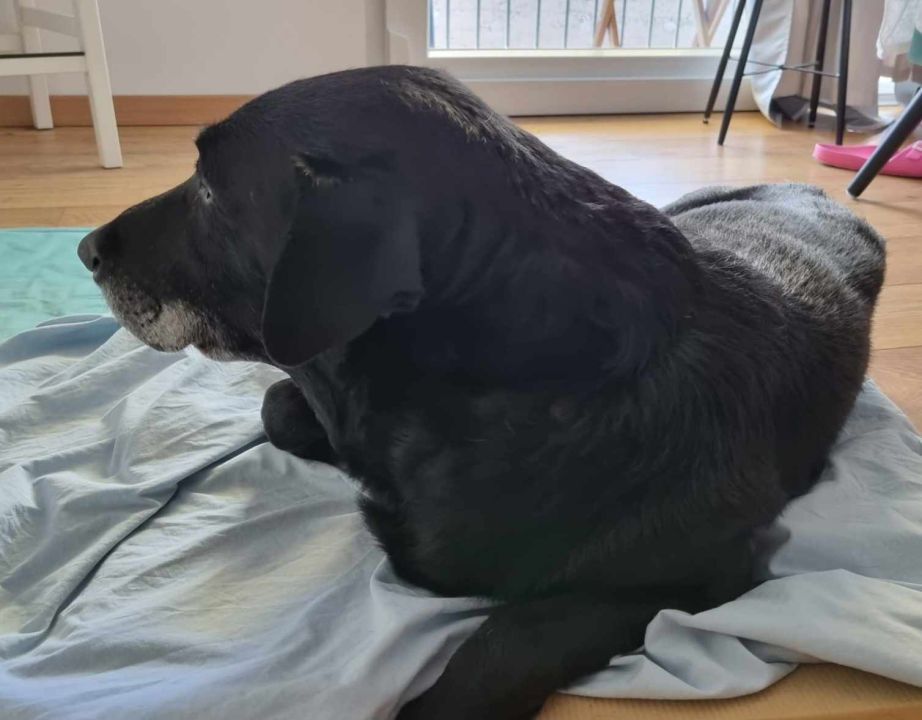 Lutajući kangali napali psa u Njivicama dok ga je stariji muškarac šetao na povodcu: 'Zagrizao ga je za kičmu'