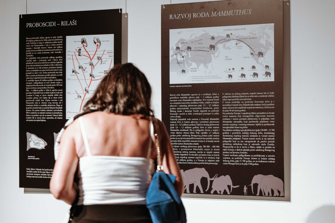 U Muzej ‘stigao’ stepski mamut iz Slavonskog Broda: ‘I Drniš svog mamuta ima'